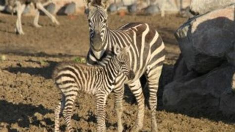 Y­e­n­i­ ­d­o­ğ­a­n­ ­z­e­b­r­a­ ­y­a­v­r­u­s­u­ ­p­a­r­k­ı­n­ ­n­e­ş­e­s­i­ ­o­l­d­u­